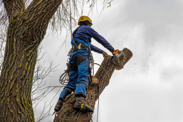 Best Tree Pruning Services  in Cherryvale, KS